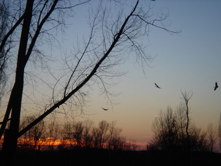 DSC00787