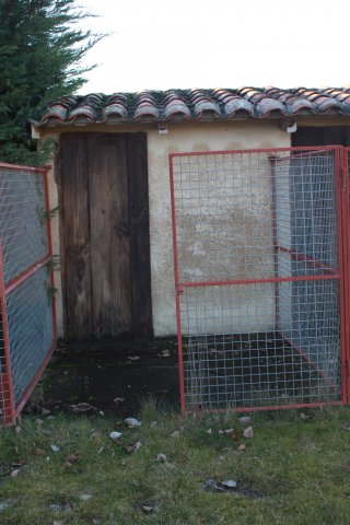 Perros2