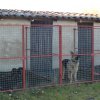 Perros1