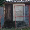Perros2